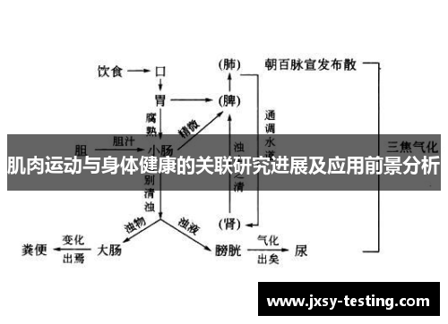 肌肉运动与身体健康的关联研究进展及应用前景分析